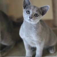 キャッテリーの雰囲気や猫の様子を写真で紹介