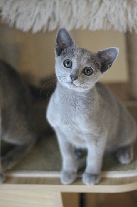 キャッテリーの雰囲気や猫の様子を写真で紹介