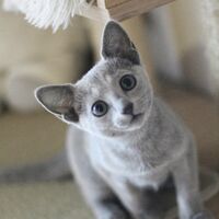 キャッテリーの雰囲気や猫の様子を写真で紹介