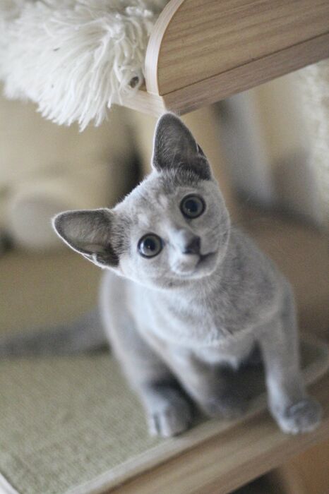 キャッテリーの雰囲気や猫の様子を写真で紹介