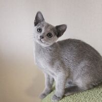 キャッテリーの雰囲気や猫の様子を写真で紹介