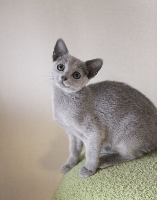 キャッテリーの雰囲気や猫の様子を写真で紹介