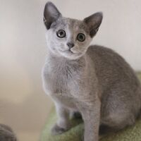 キャッテリーの雰囲気や猫の様子を写真で紹介