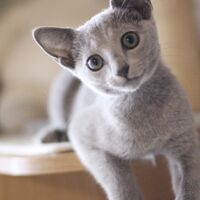 キャッテリーの雰囲気や猫の様子を写真で紹介