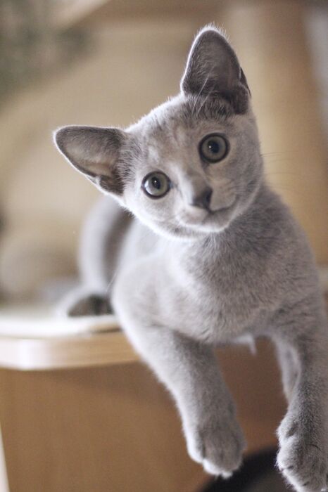 キャッテリーの雰囲気や猫の様子を写真で紹介