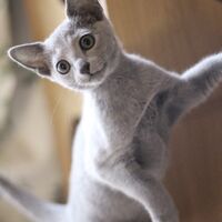 キャッテリーの雰囲気や猫の様子を写真で紹介
