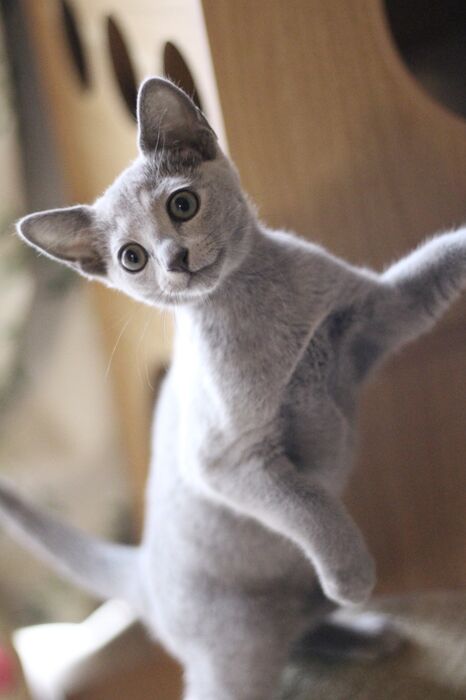 キャッテリーの雰囲気や猫の様子を写真で紹介