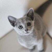 キャッテリーの雰囲気や猫の様子を写真で紹介