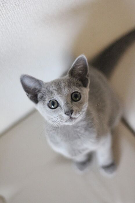 キャッテリーの雰囲気や猫の様子を写真で紹介