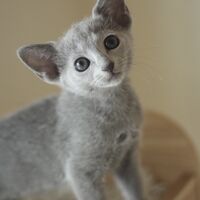 キャッテリーの雰囲気や猫の様子を写真で紹介