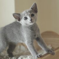 キャッテリーの雰囲気や猫の様子を写真で紹介