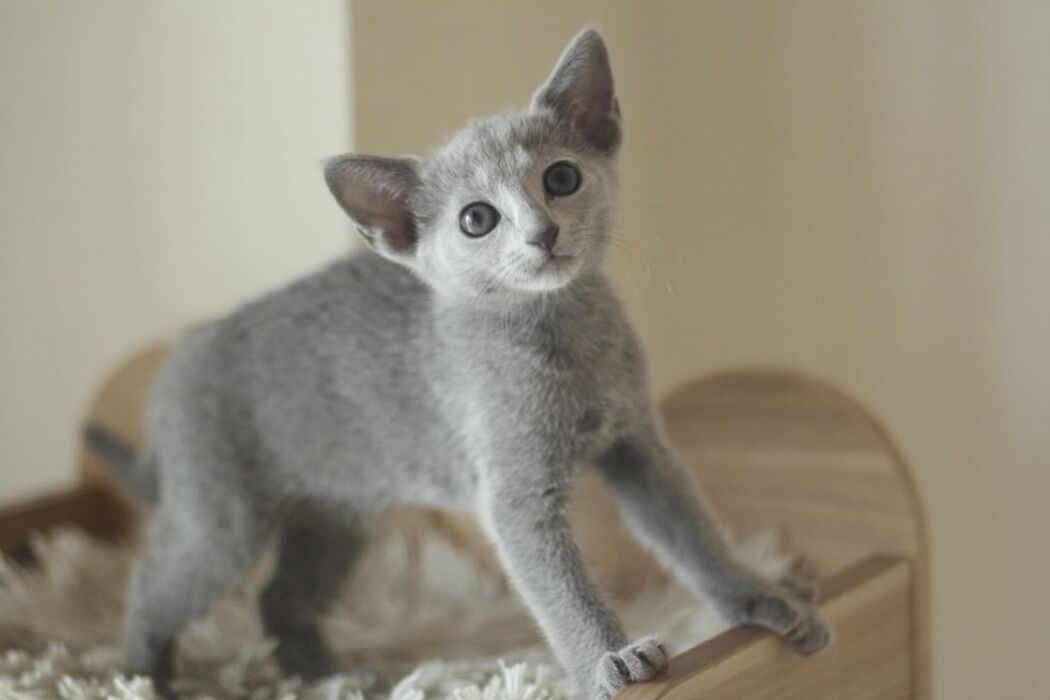 キャッテリーの雰囲気や猫の様子を写真で紹介