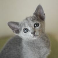 キャッテリーの雰囲気や猫の様子を写真で紹介