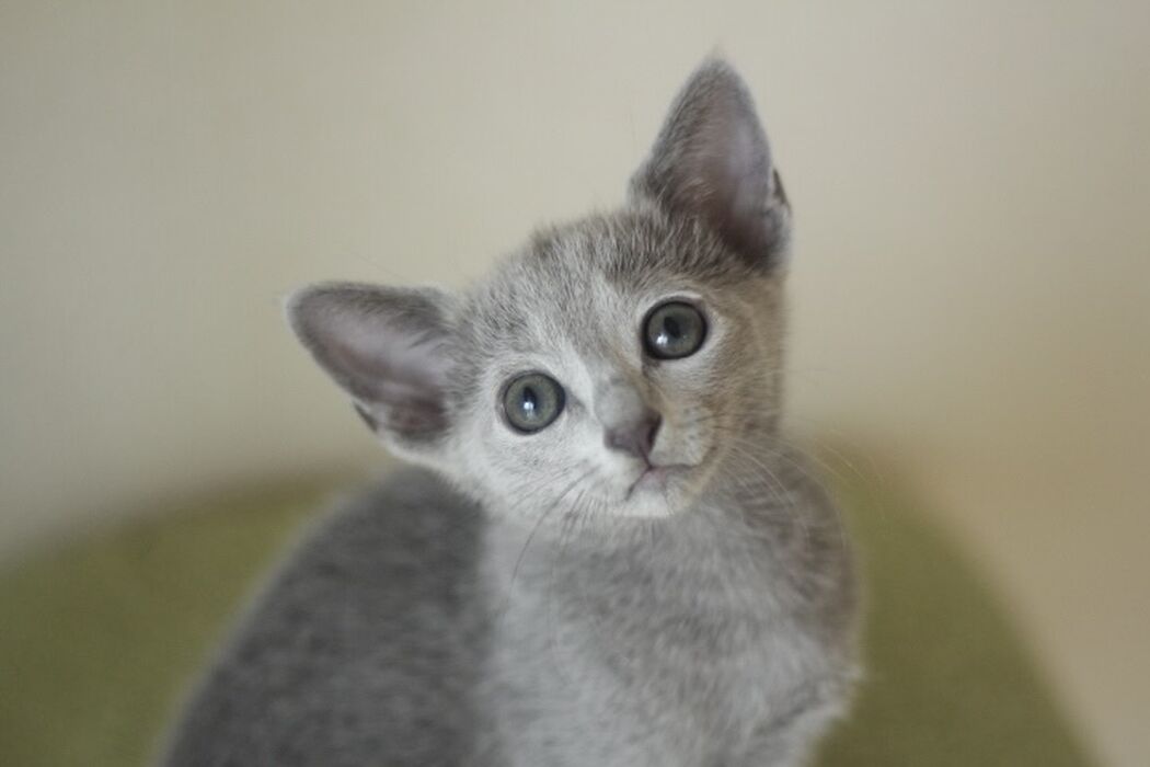 キャッテリーの雰囲気や猫の様子を写真で紹介