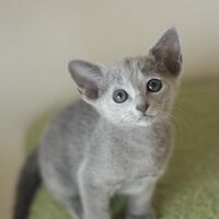 キャッテリーの雰囲気や猫の様子を写真で紹介