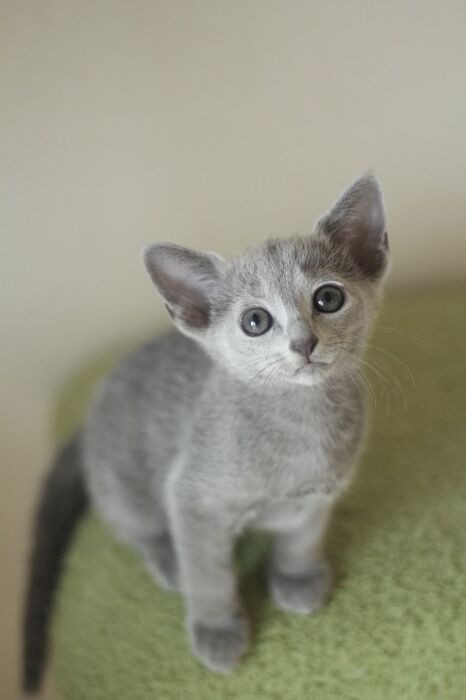 キャッテリーの雰囲気や猫の様子を写真で紹介