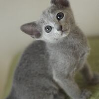 キャッテリーの雰囲気や猫の様子を写真で紹介