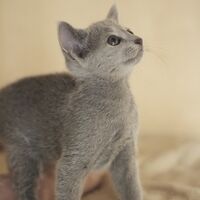 キャッテリーの雰囲気や猫の様子を写真で紹介