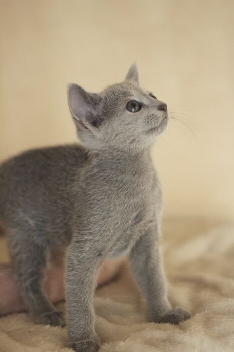 キャッテリーの雰囲気や猫の様子を写真で紹介